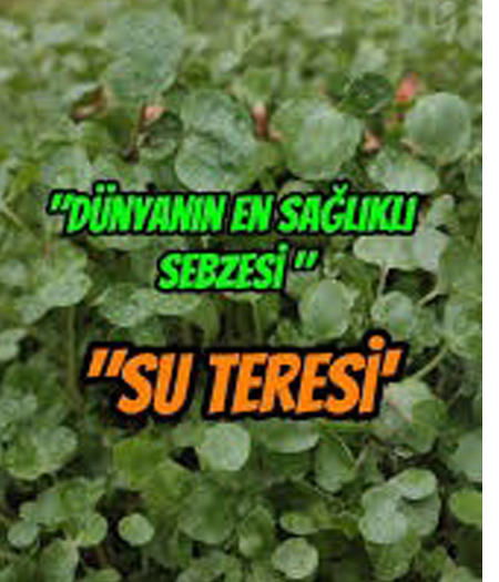 Dünyanın En Sağlıklı Besini “Su Teresi” Seçildi
