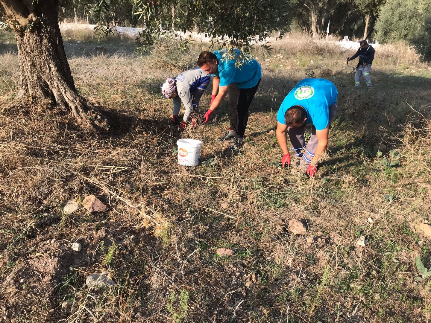 Bodrum’da Zeytin Hasadı Başladı