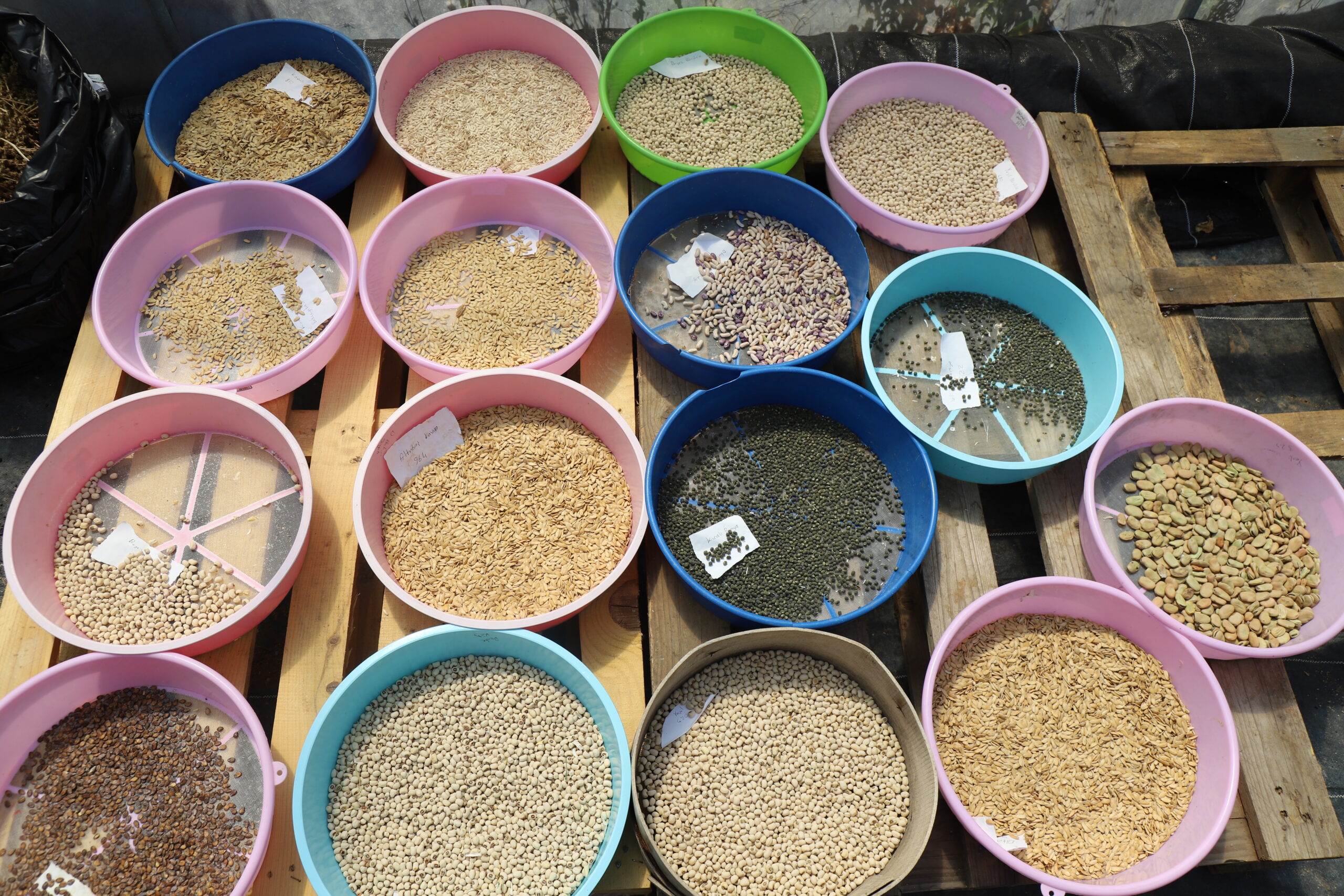 Muğla Büyükşehir Belediyesi 4 milyon yerel tohum dağıtacak