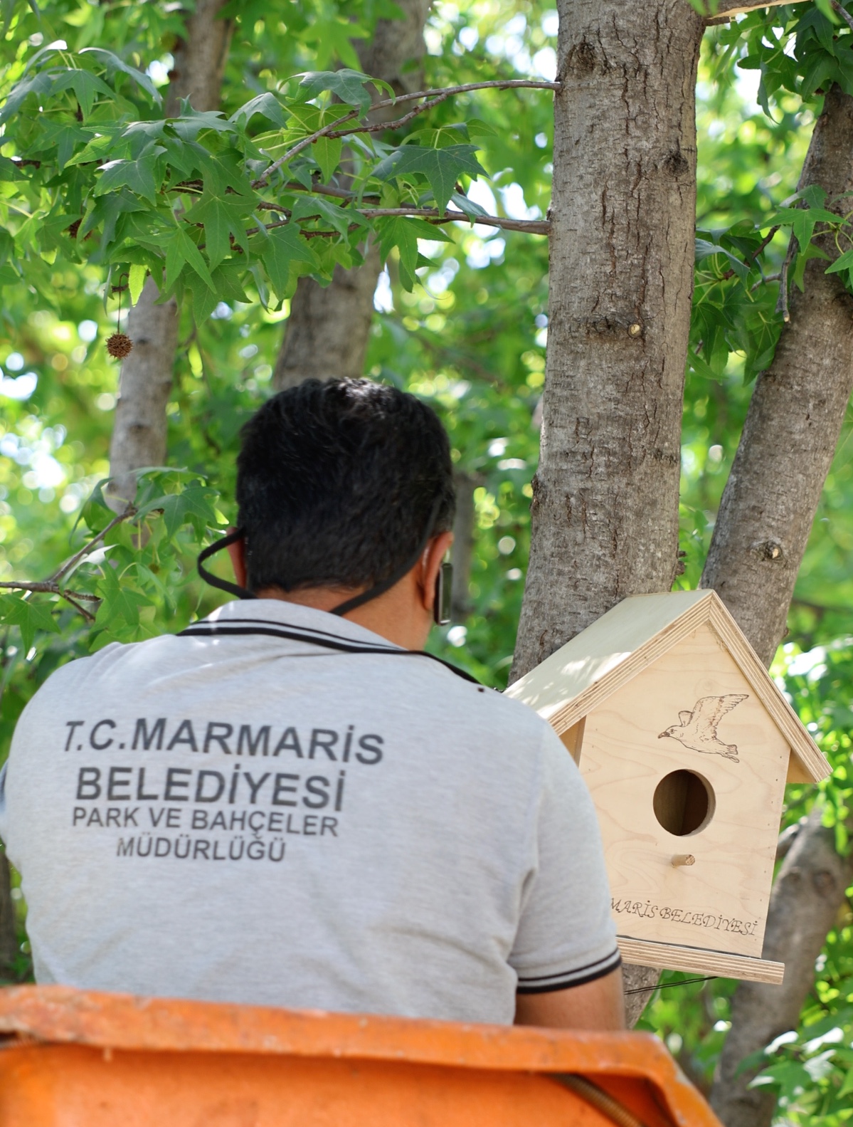 Marmaris’te zararlı böceklerle mücadele projesi