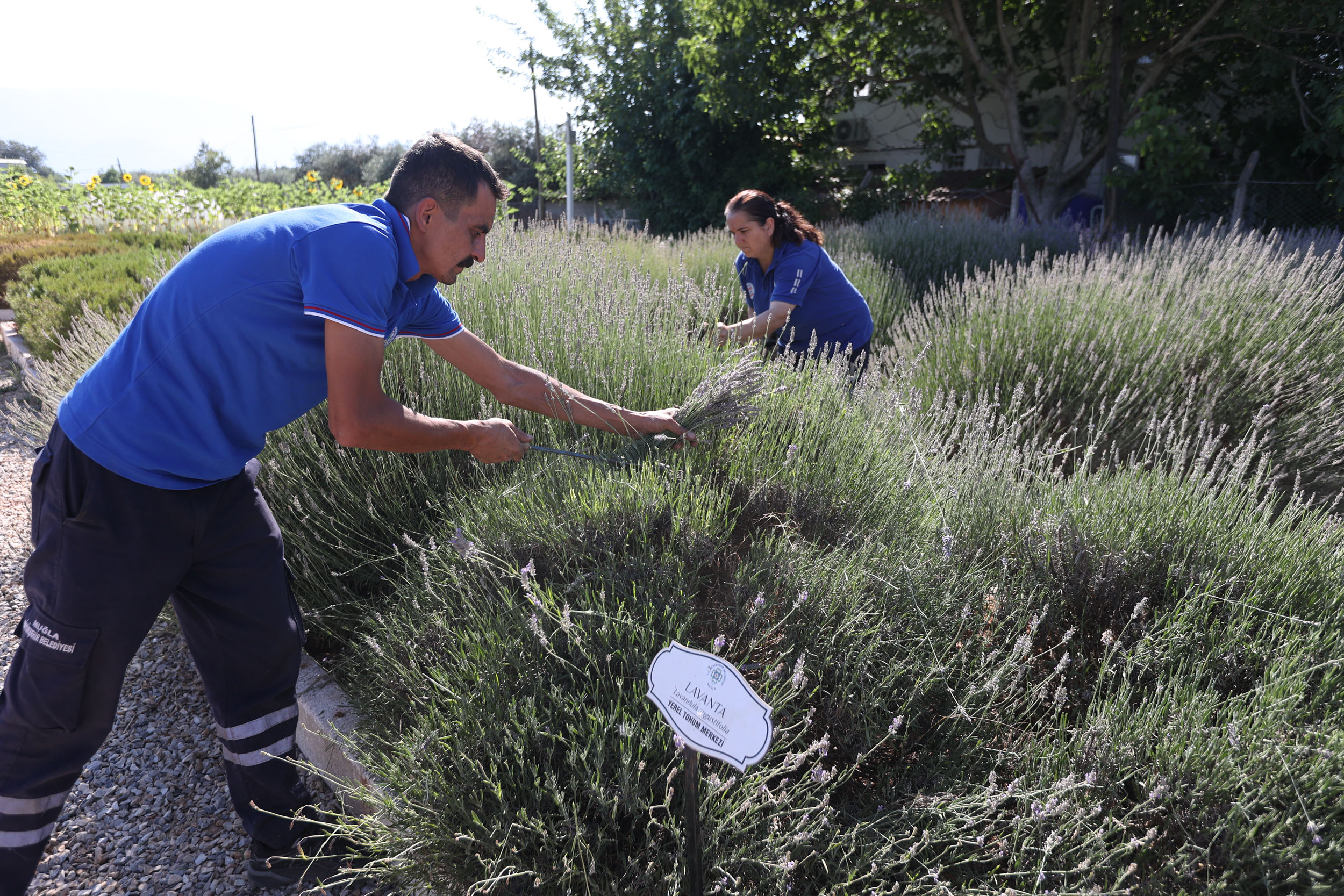 Muğla aromatik bitkiler ekonomiye katkı sağlıyor