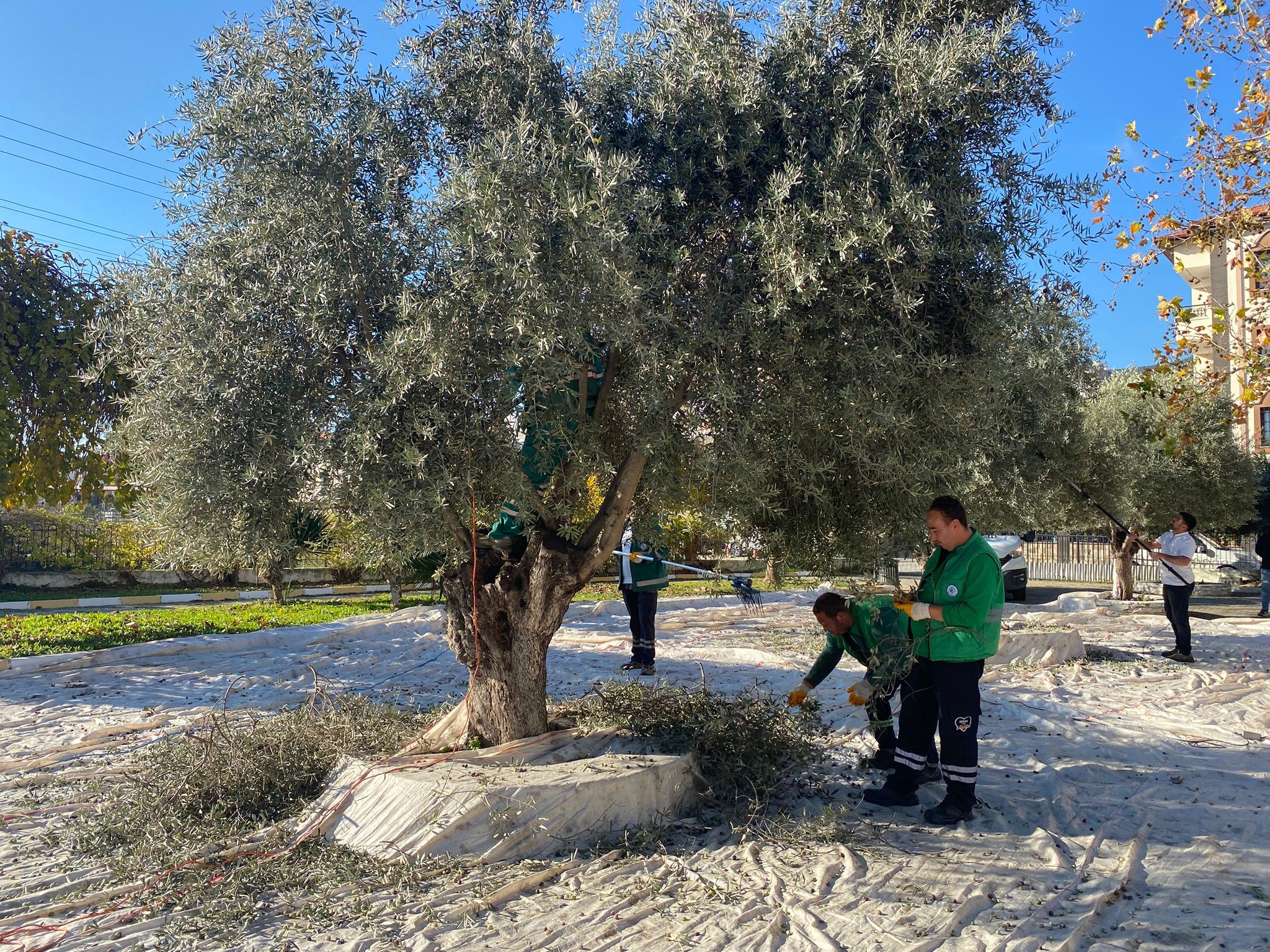 Milas Belediyesi parklarda zeytin hasadını sürdürüyor