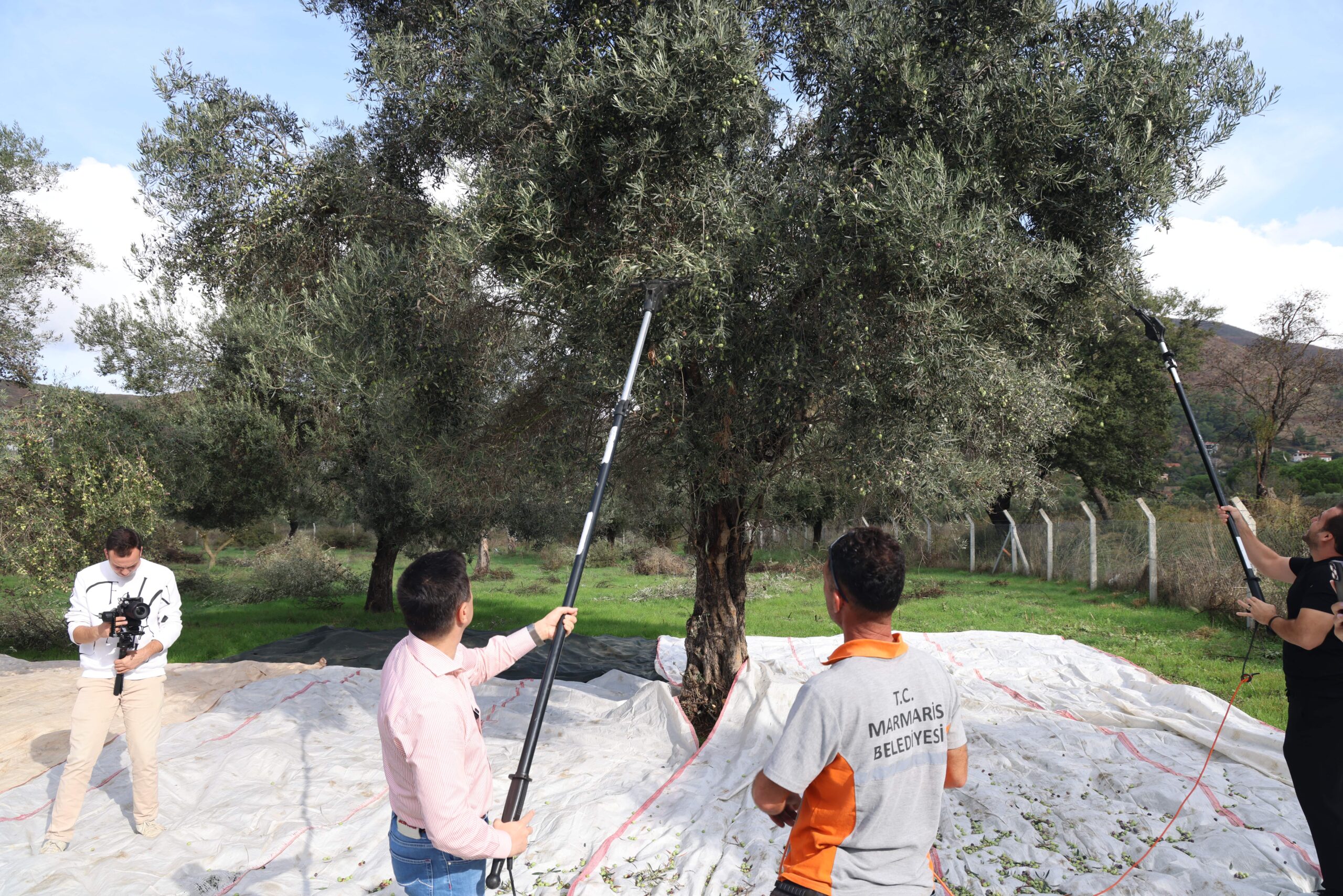 Marmaris Belediyesi kendi tarlasında zeytin hasadı gerçekleştirdi