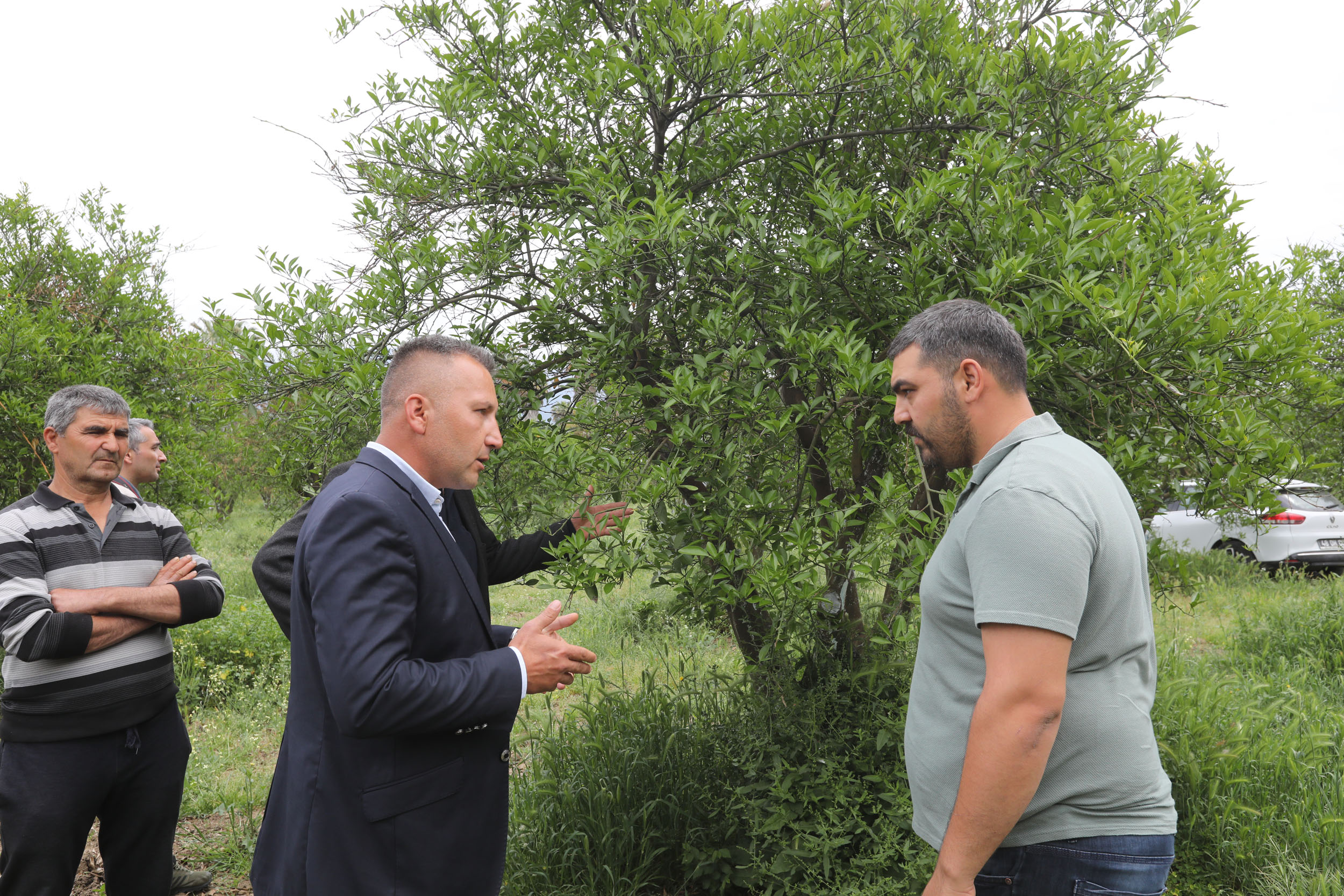 Muğla’da zirai don yaraları sarılıyor